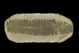 Fossil Fern (Pecopteris) Pos/Neg - Mazon Creek #121161-2